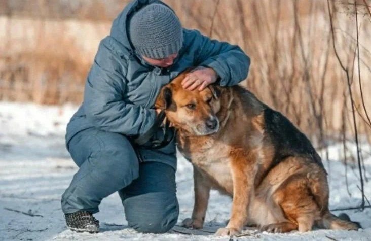 Страшные истории собака под кроватью