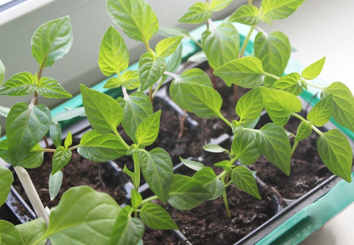 перец сладкий на рассаду в 2024. рассада перца в дарвине. рассада домашнего перца. рассады перца карлоне ф1. перец сладкий доминатор.