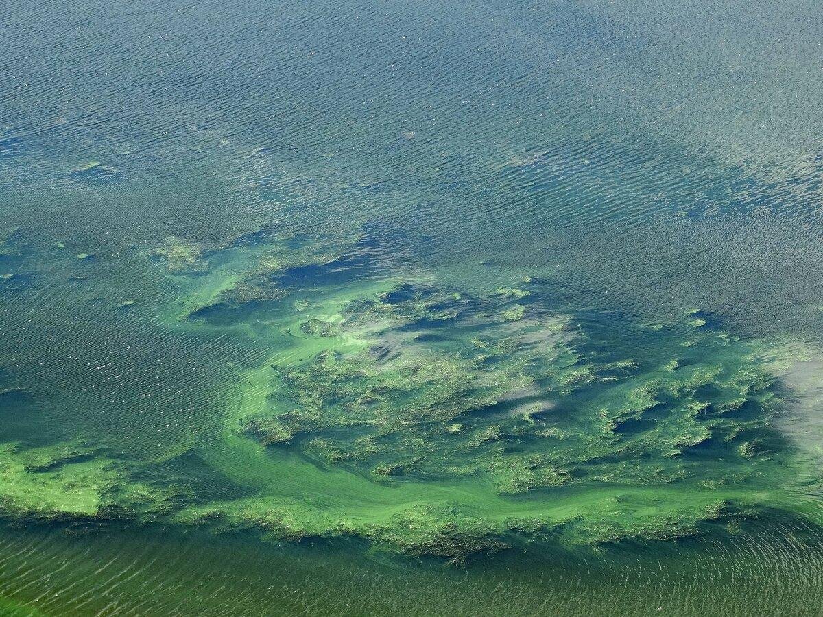 Зеленое море. Темно зеленое море. Зеленоватое море. Морской зеленый.