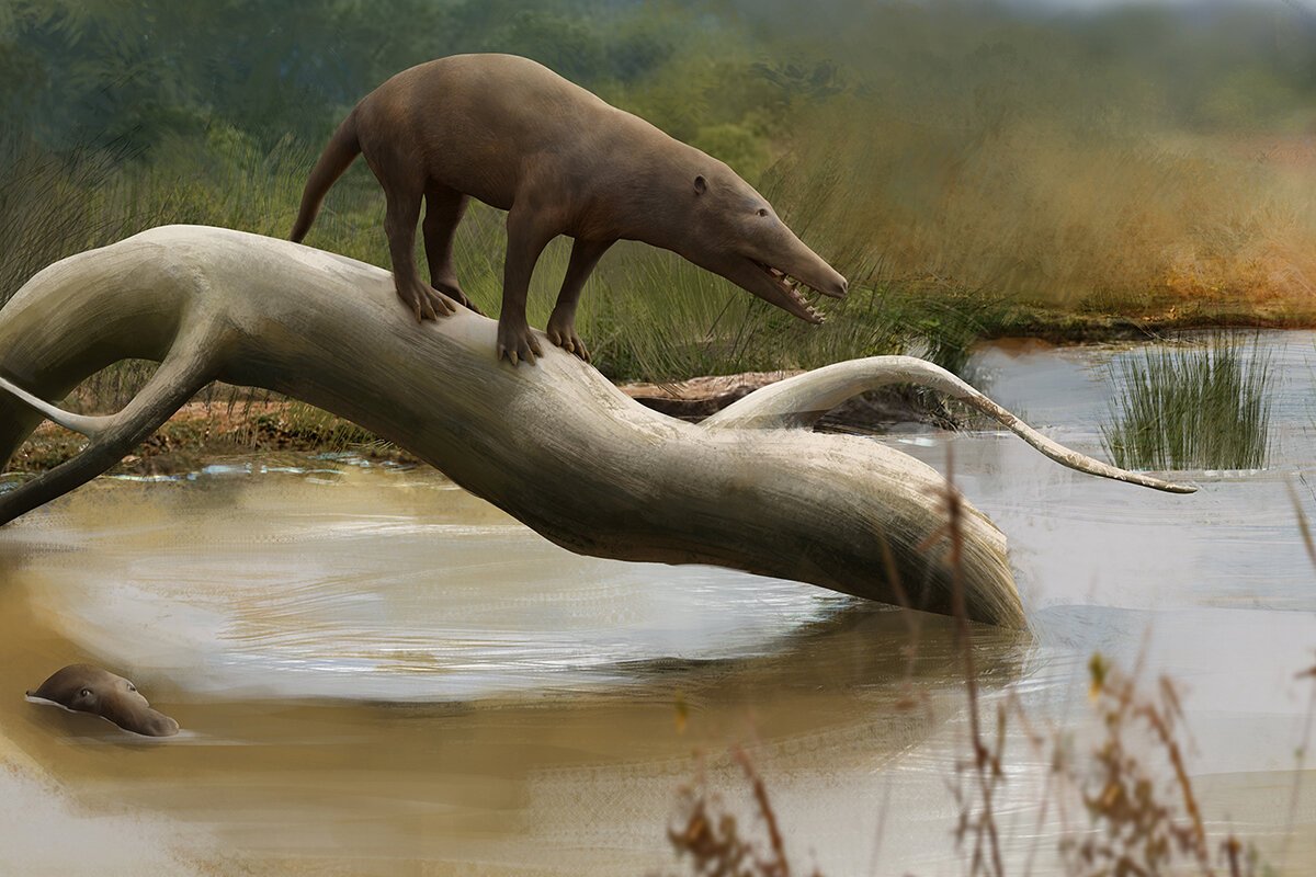 Pakicetus attocki