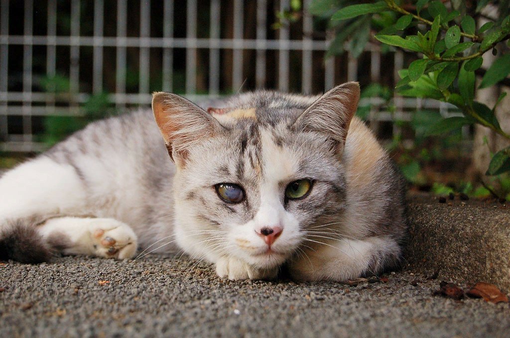 Уличные кошки. Уличные коты. Уличный котенок. Красивый уличный кот. Красивые уличные кошки.