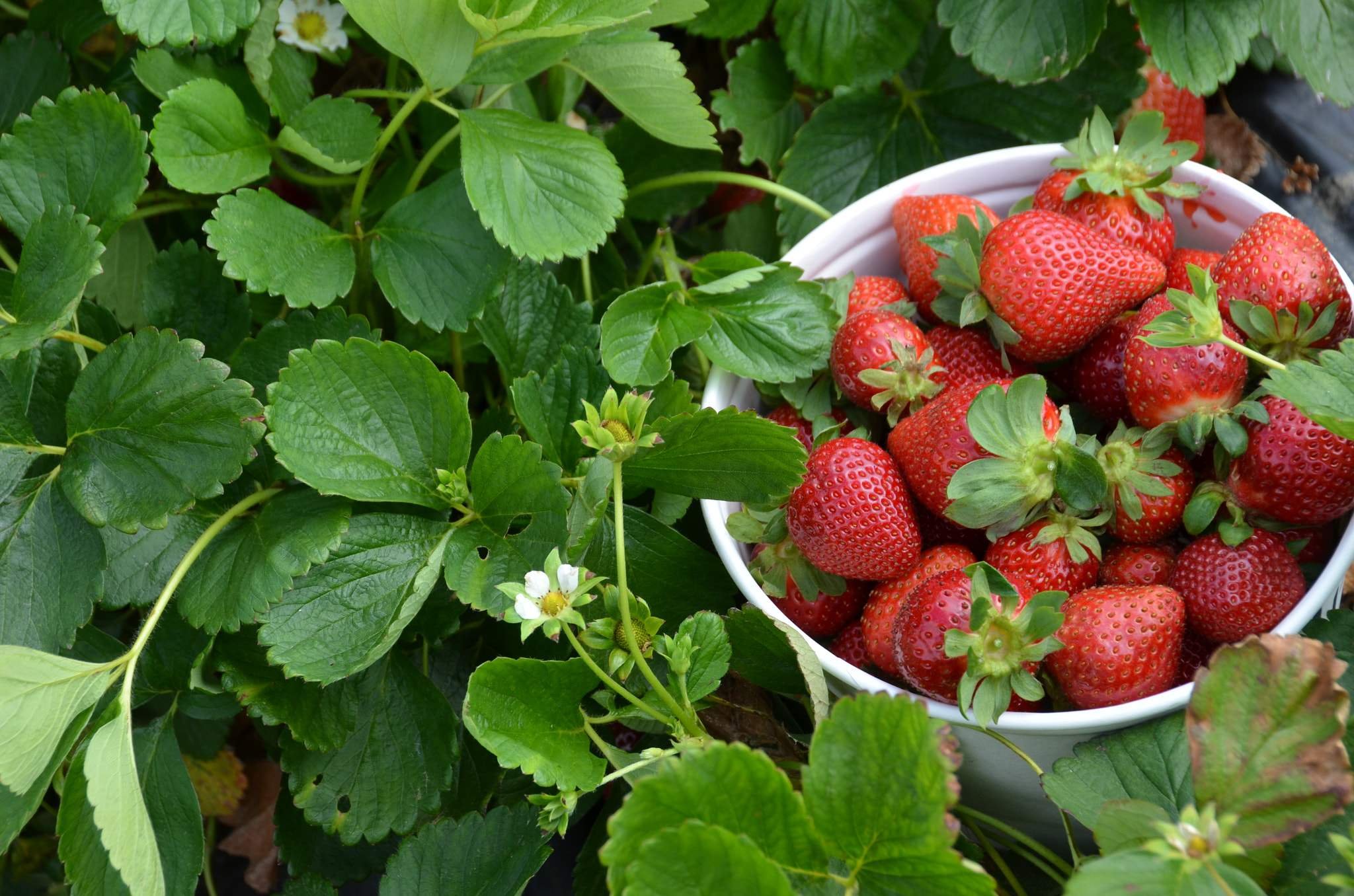 6 клубник. Земляника на газоне. Strawberry field`s. Рост клубника растений для реклама.