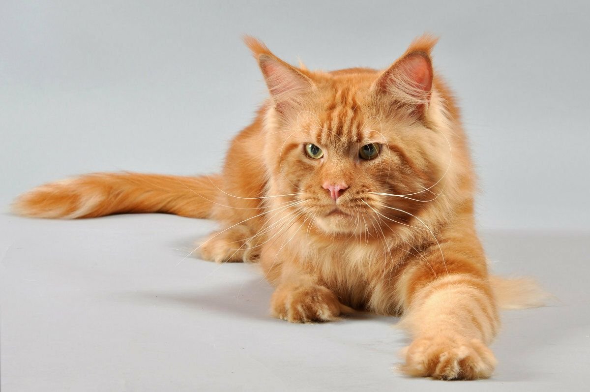 рыжая кошка мейн кун. кошка мейн кун. рыжий кот мейн кун. сибирский мейн кун. рыжий кот мейн кун.