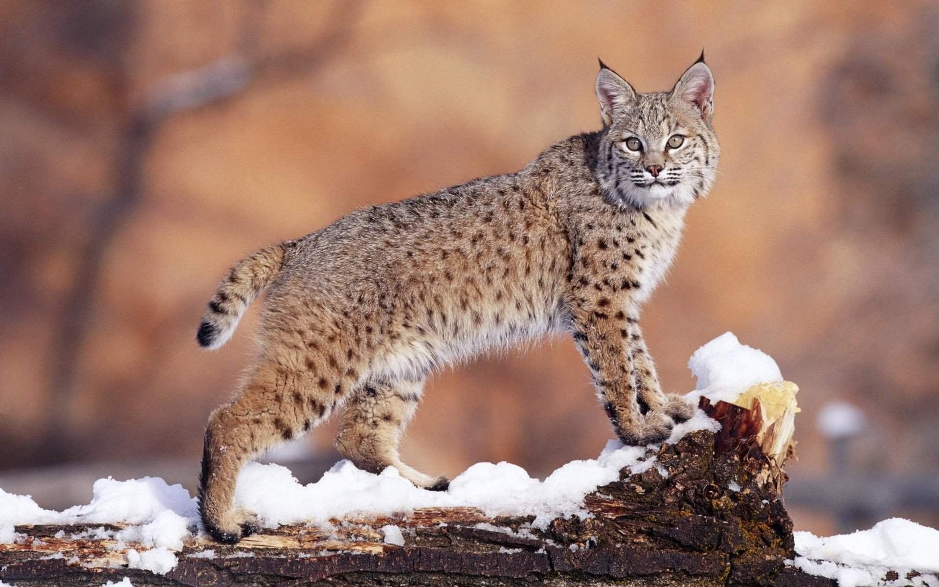 Lynx's. Рысь Линкс. Евроазиатская Рысь. Беловежская пуща Рысь. Обыкновенная Рысь Lynx Lynx.