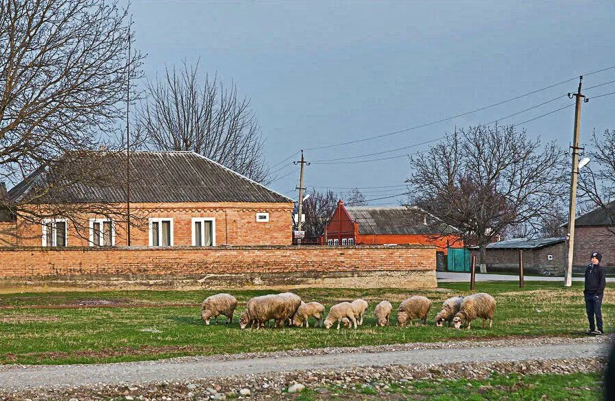 Какие села нее. Чечня деревни. Деревенские села в Чечне.