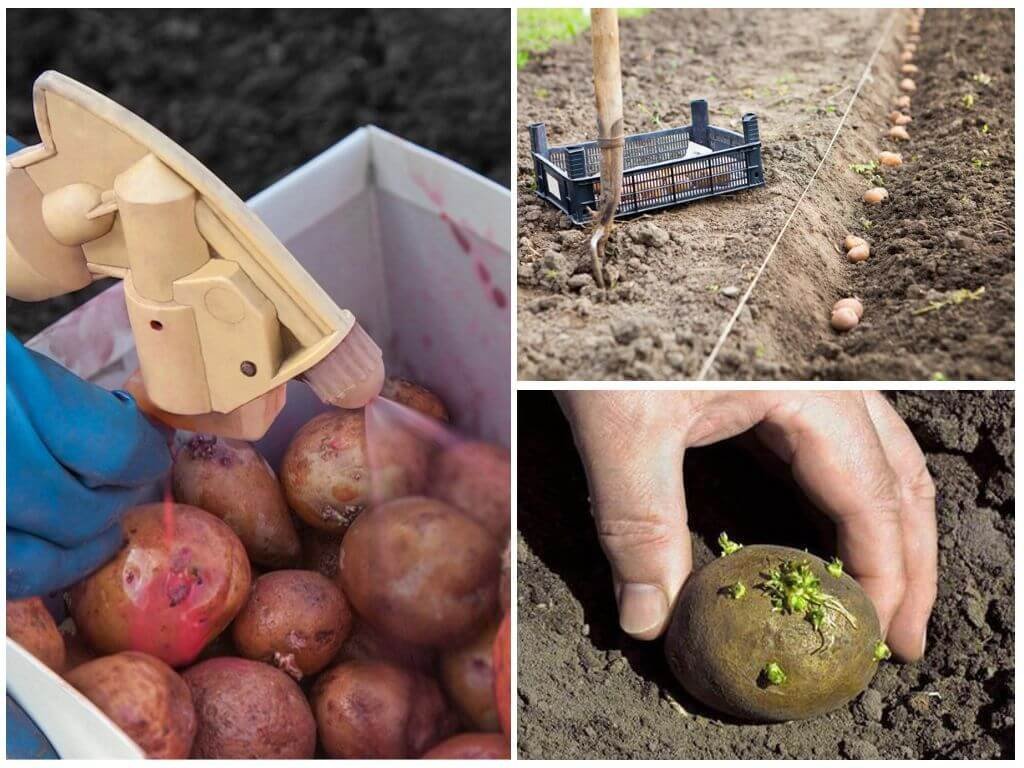 Чем обработать землю перед посадкой картофеля. Протравливание клубней картофеля. Обработка клубней картошки. Обработка картофеля перед посадкой.