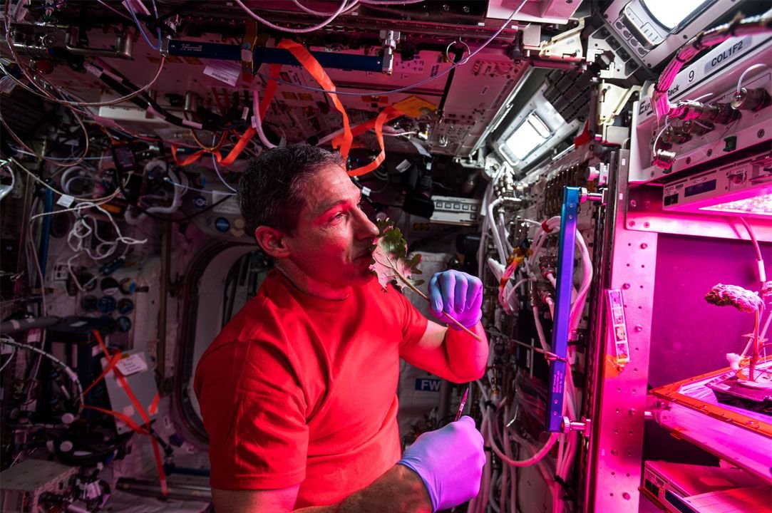 Какой овощ вырастили на космической станции. Космос. Космонавты. Космонавты на МКС.