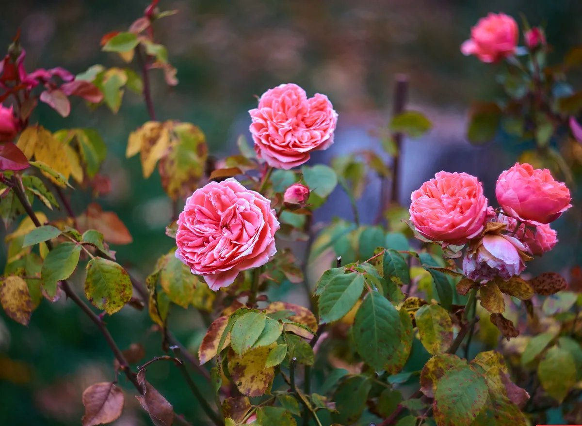 Осенние Розы