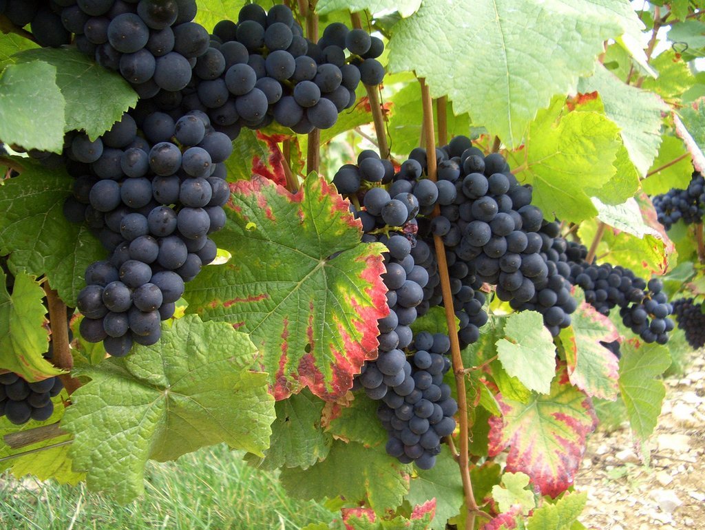 Багровый сорт винограда фото и описание
