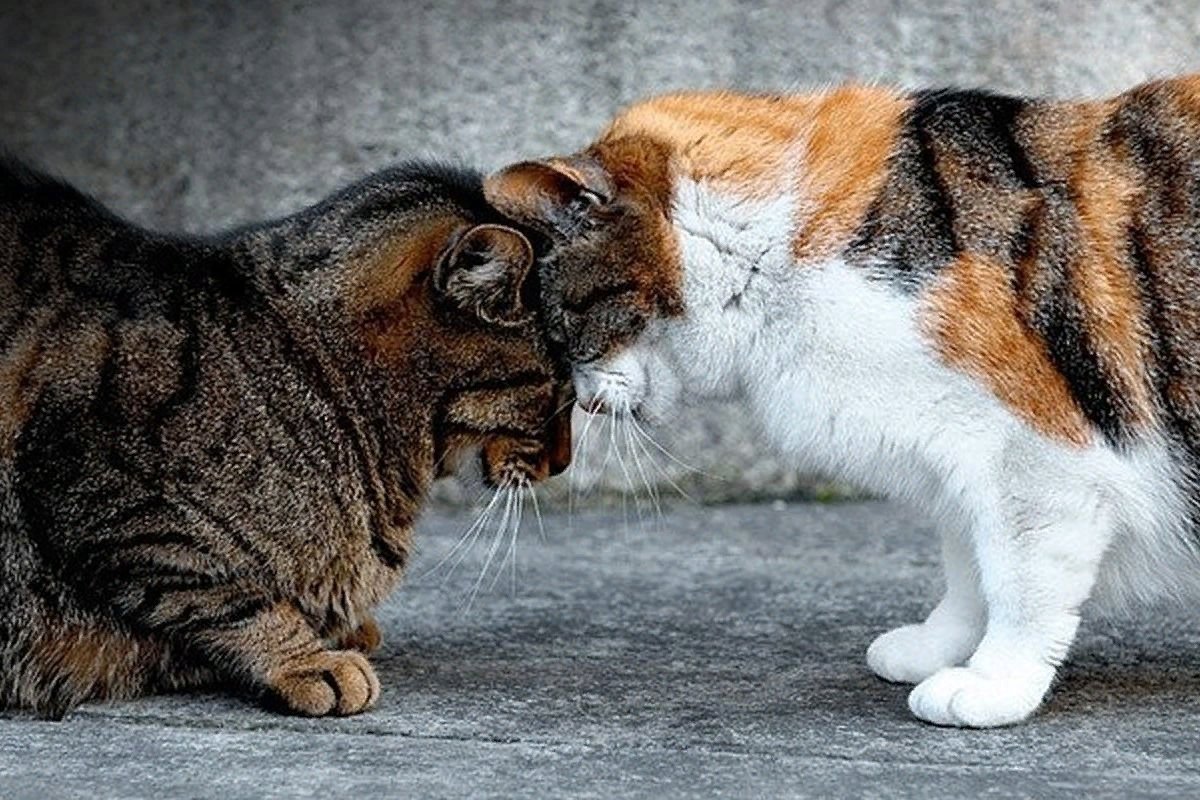 Кошки дерутся между собой. Коты ссорятся. Коты дерутся. Два котика. Две кошечки.