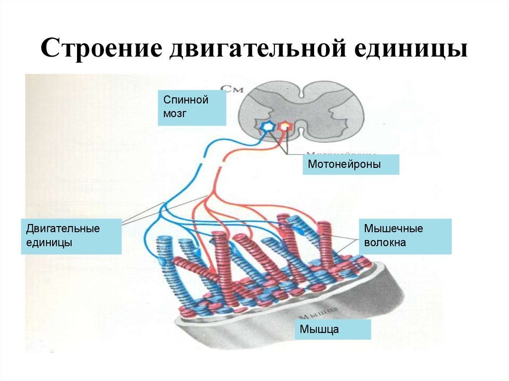 Зарисовать схему двигательной единицы обозначить структурные компоненты