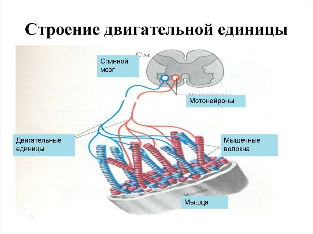 Единицы строения. Структура двигательной единицы. Схема двигательной единицы физиология. Понятие моторной единицы мышцы. Строение двигательная единица в физиологии.