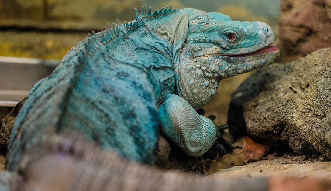 Гибридная игуана (Hybrid Iguana)