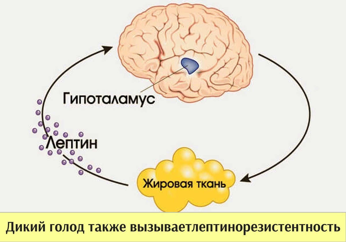 Липтин это