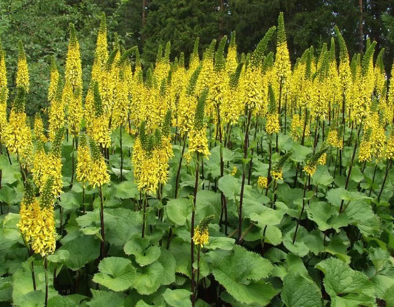 Там растения. Бузульник Сибирский. Бузульник Сибирский (Ligularia sibirica). Бузульник лигулярия. Бузульник Пржевальского Ligularia przewalskii.