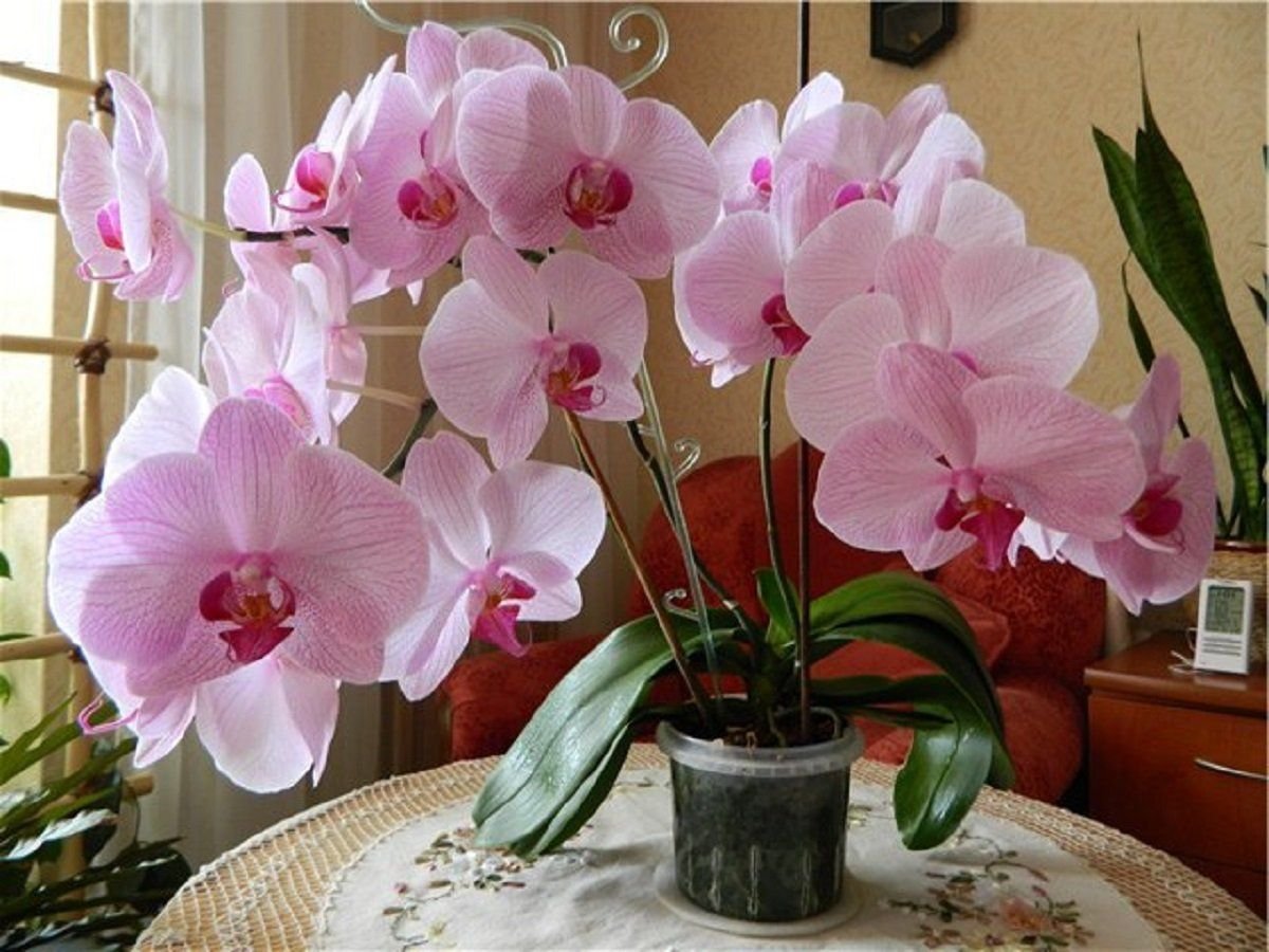 Орхидея Пышная