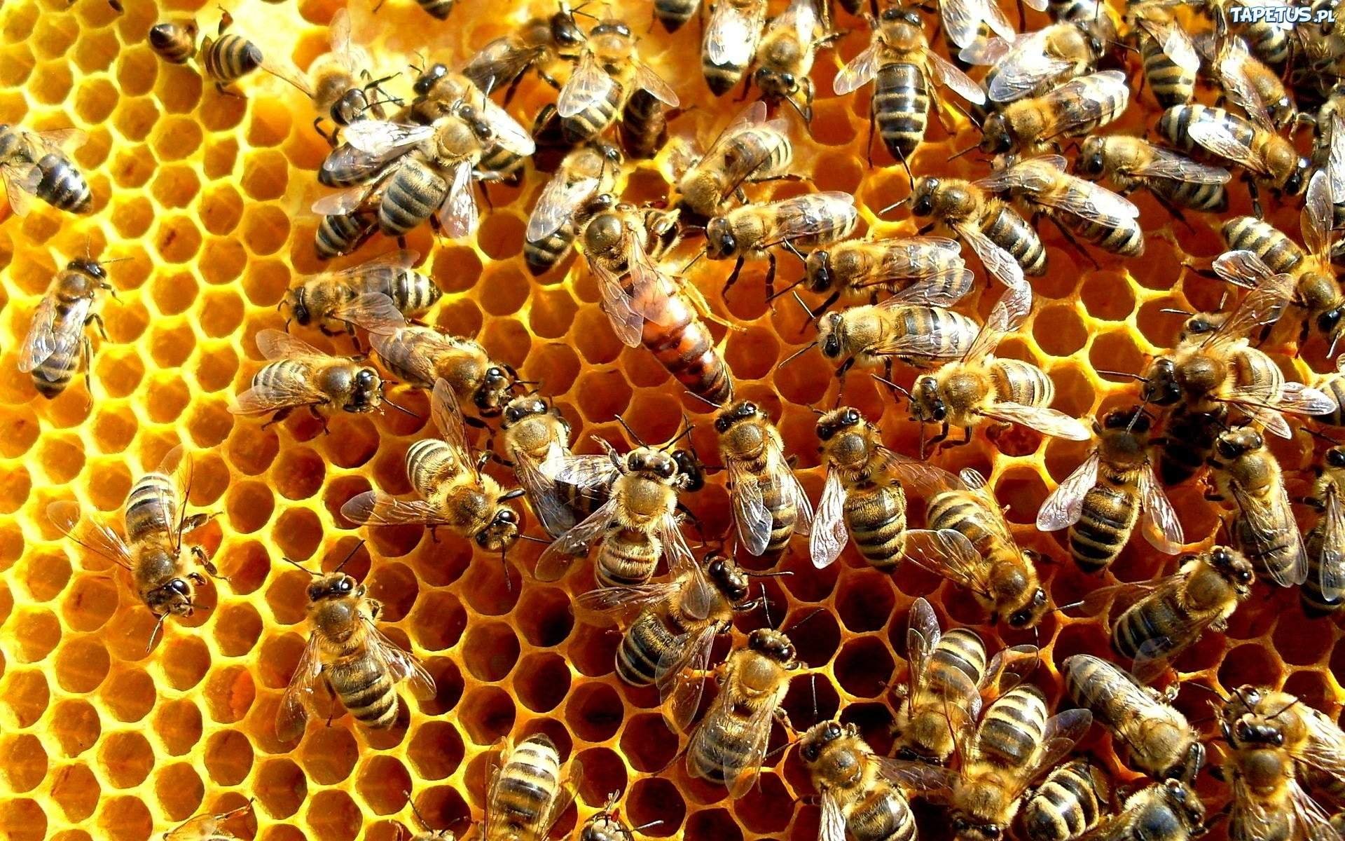 Пчелиная семья. Пчелы. Соты пчелиные. Пасека пчел. Домашние пчелы.