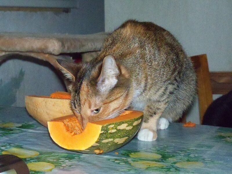 Можно ли кошкам банан. Кот и овощи. Коты едят огурцы. Животные едят огурцы. Кошка ест овощи и фрукты.