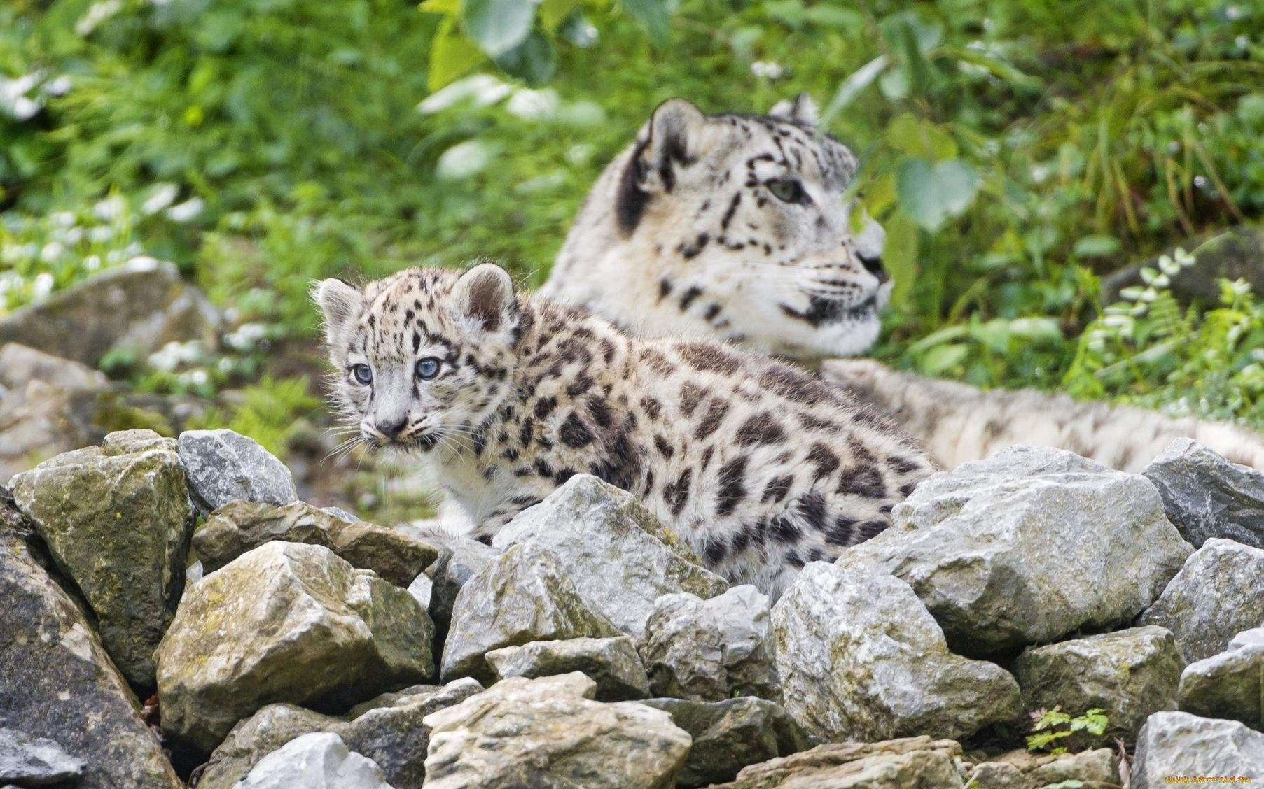 Снежный барс котенок фото