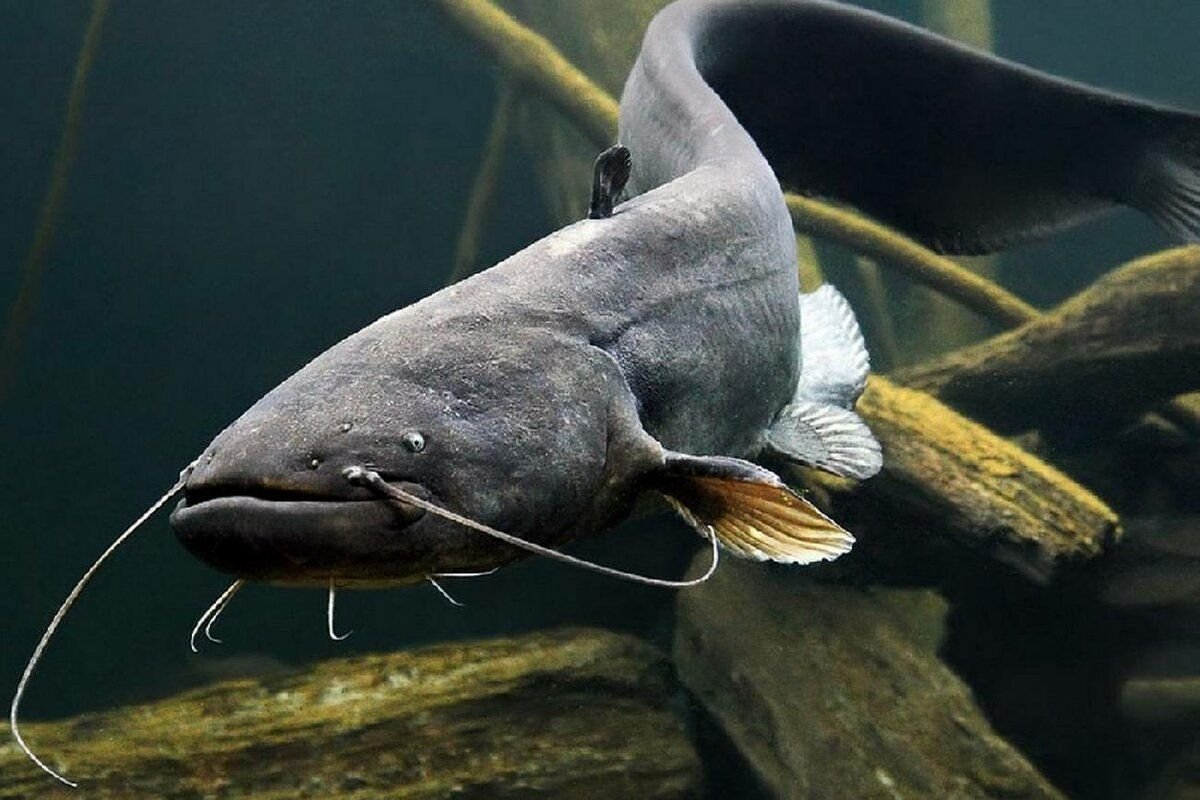 илистый прыгун рыба. илистый прыгун аквариумный. рыба в иле 4 букв. рыба в иле 4 букв. илистый прыгун рыба в индийском океане.