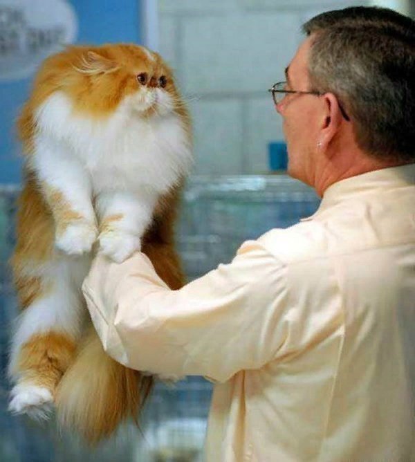 Лиса в марий эл. Скунс и барсук. Мания животные. Ирина винник мания ботаника. Шутки с котами.