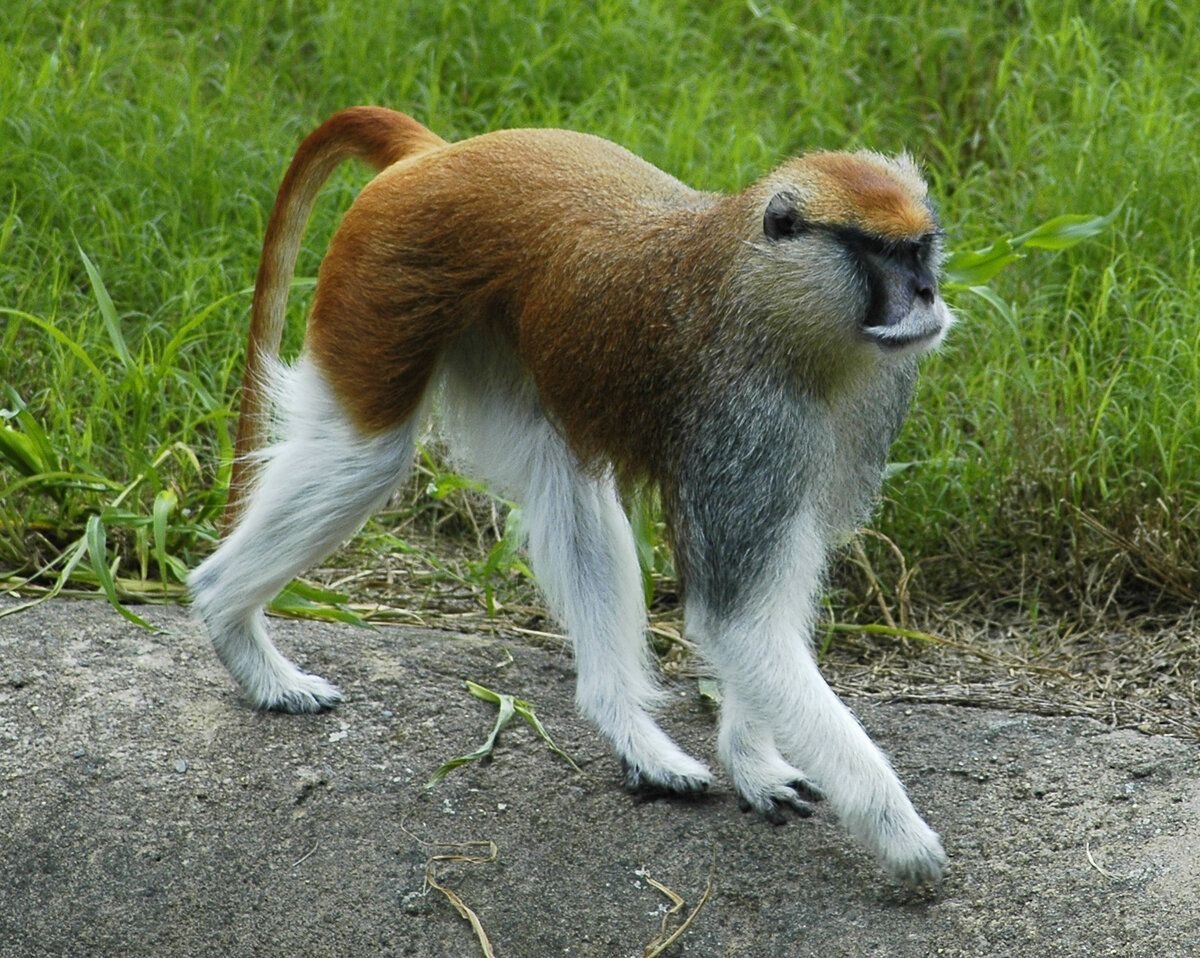 Мартышка красная (Erythrocebus Patas)