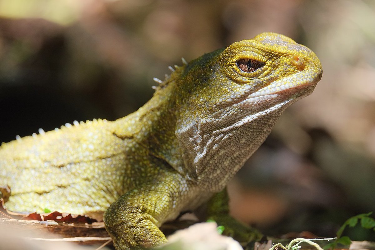 гаттерия туатара. пресмыкающиеся гаттерия. ящерица гаттерия. ящерица гаттерия. древняя ящерица гаттерия.