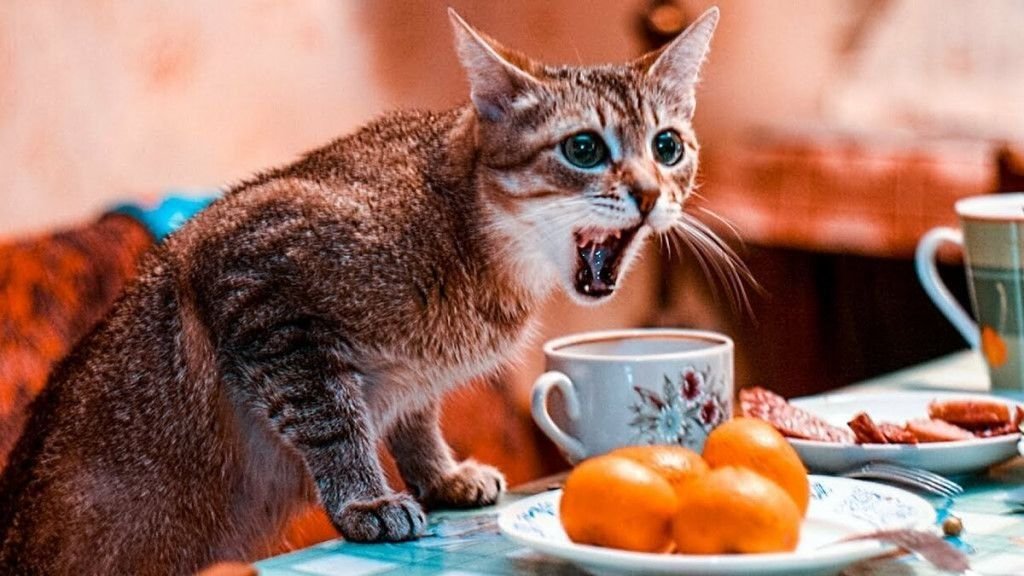 Кошка просит еду. Голодный котенок. Котик с едой. Кот кушает. Кот просит кушать.