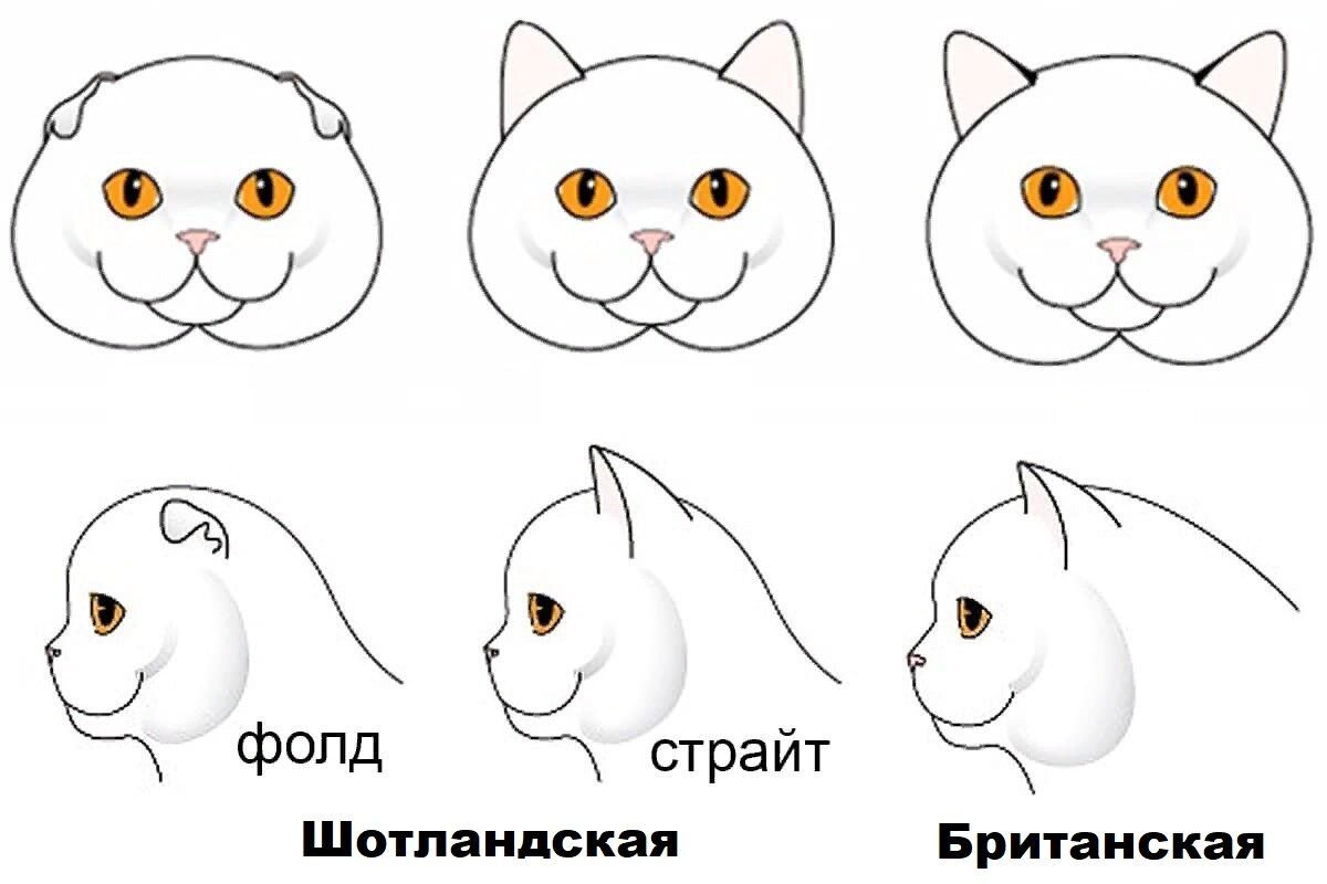 Британец и шотландец. Британец и шотландец отличия кот. Отличие британца от шотландца. Британская кошка и Шотландская различия. Различие британских и шотландских.