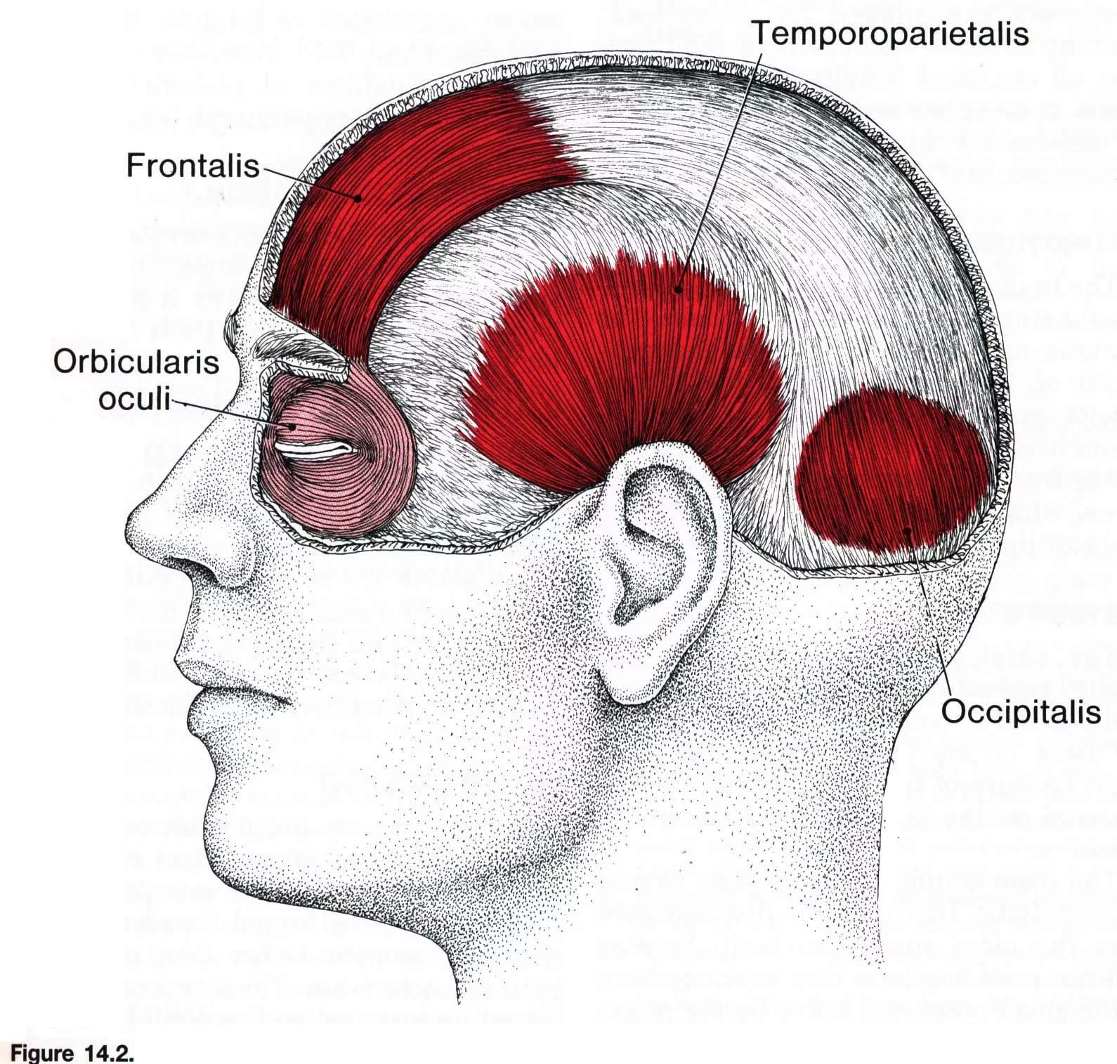 Epicranial aponeurosis