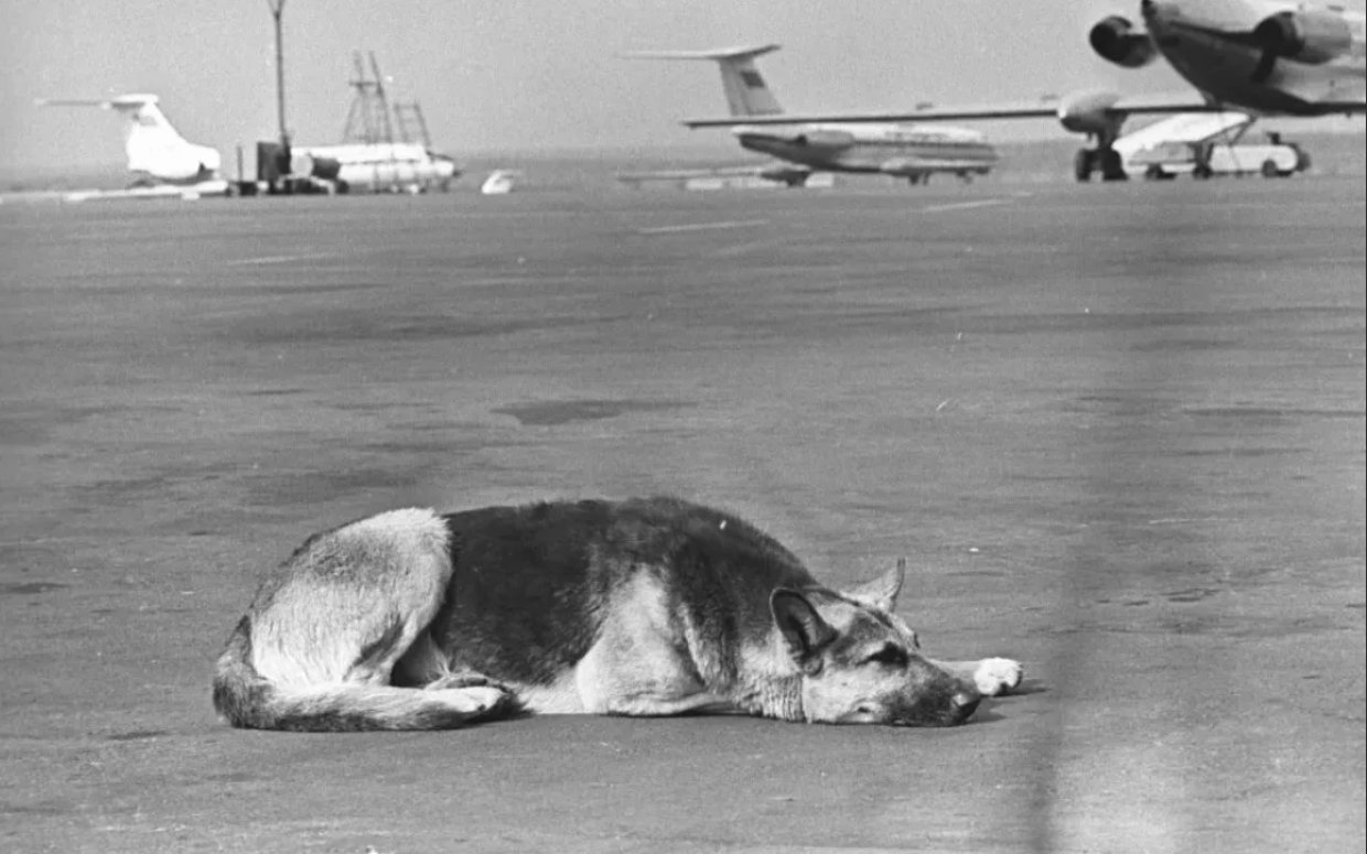 собака на взлетной полосе. фильм про собаку на взлетной полосе. собака ждала хозяина в аэропорту 2 года. собака ждала хозяина в аэропорту 2 года. на привязи у взлетной полосы фильм 1989.