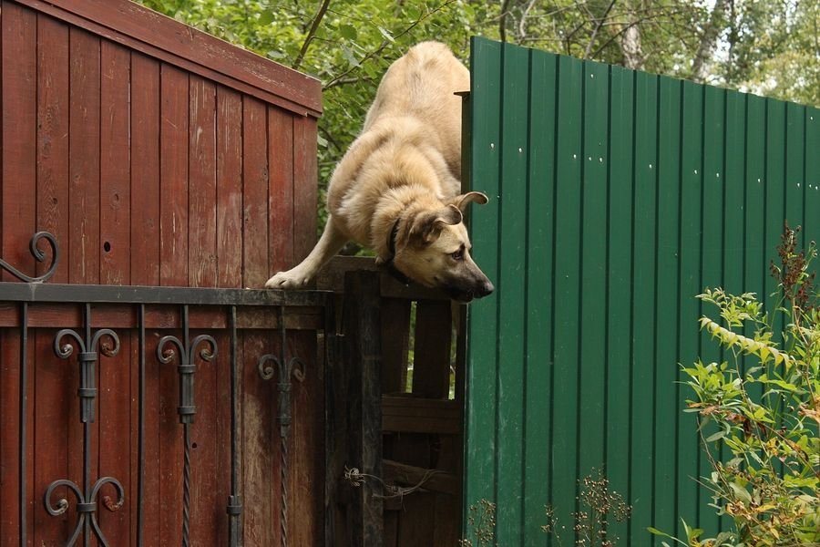 Кот лезет через забор картинка