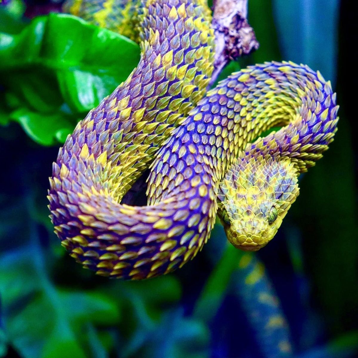 Фото змей всего мира фото