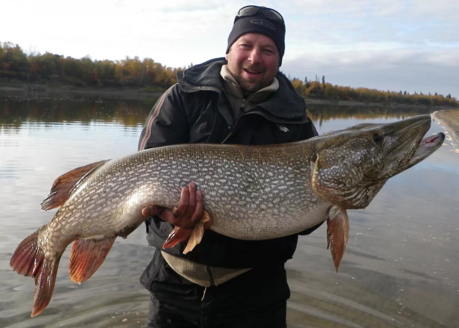 европейский сом людоед. где водятся самые. гигантский шильбовый сом. щука. речные монстры нильский окунь.