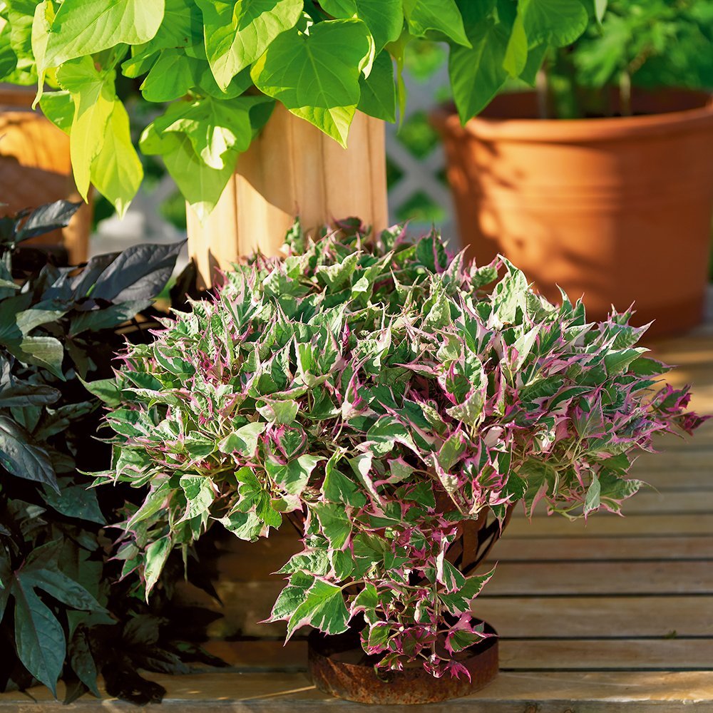 Ипомея батат variegata