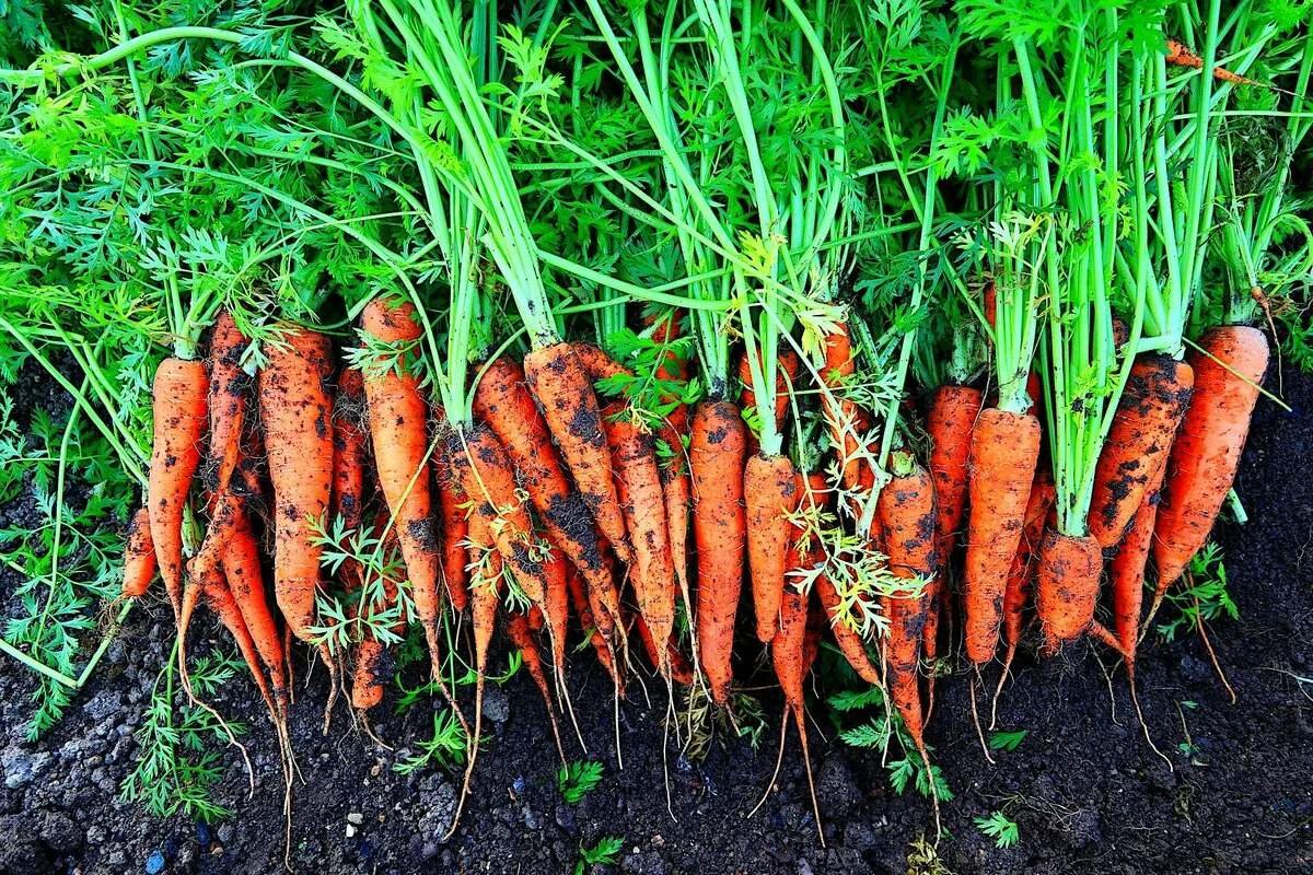 Как вырастить хороший урожай моркови. Сорта моркови и ботва. Морковь Бирючекутская 415. Морковь посевная корнеплоды. Морковка на грядке.