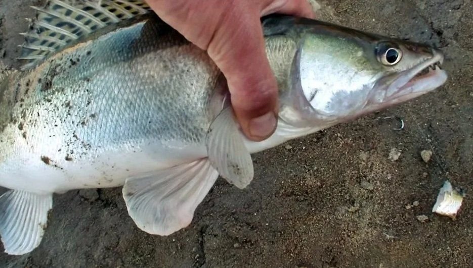 Судак на нарезку из рыбы. Как и когда уместно ловить на кусочки рыбы ...