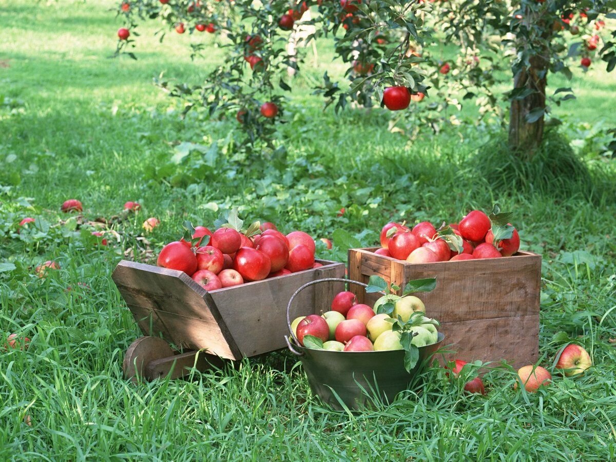 Фруктовая дачи. Яблоки в саду. Сад с фруктами. Фруктовые деревья для сада. Сбор урожая.