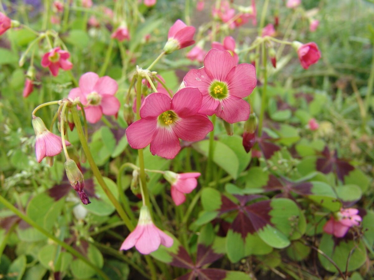 Кислица Ортгиса (Oxalis ortgiesii).