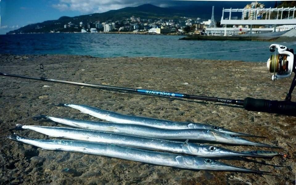 Сарган рыба. Сарган рыба в черном море. Сарган черного моря. Ловля саргана в черном море. Длинная рыба в черном море Сарган.