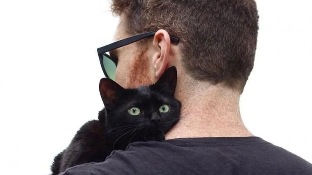 История о том, как чёрный кот долго блуждал по улицам, но потом выбрал себе хозяев и обрёл счастье в жизни