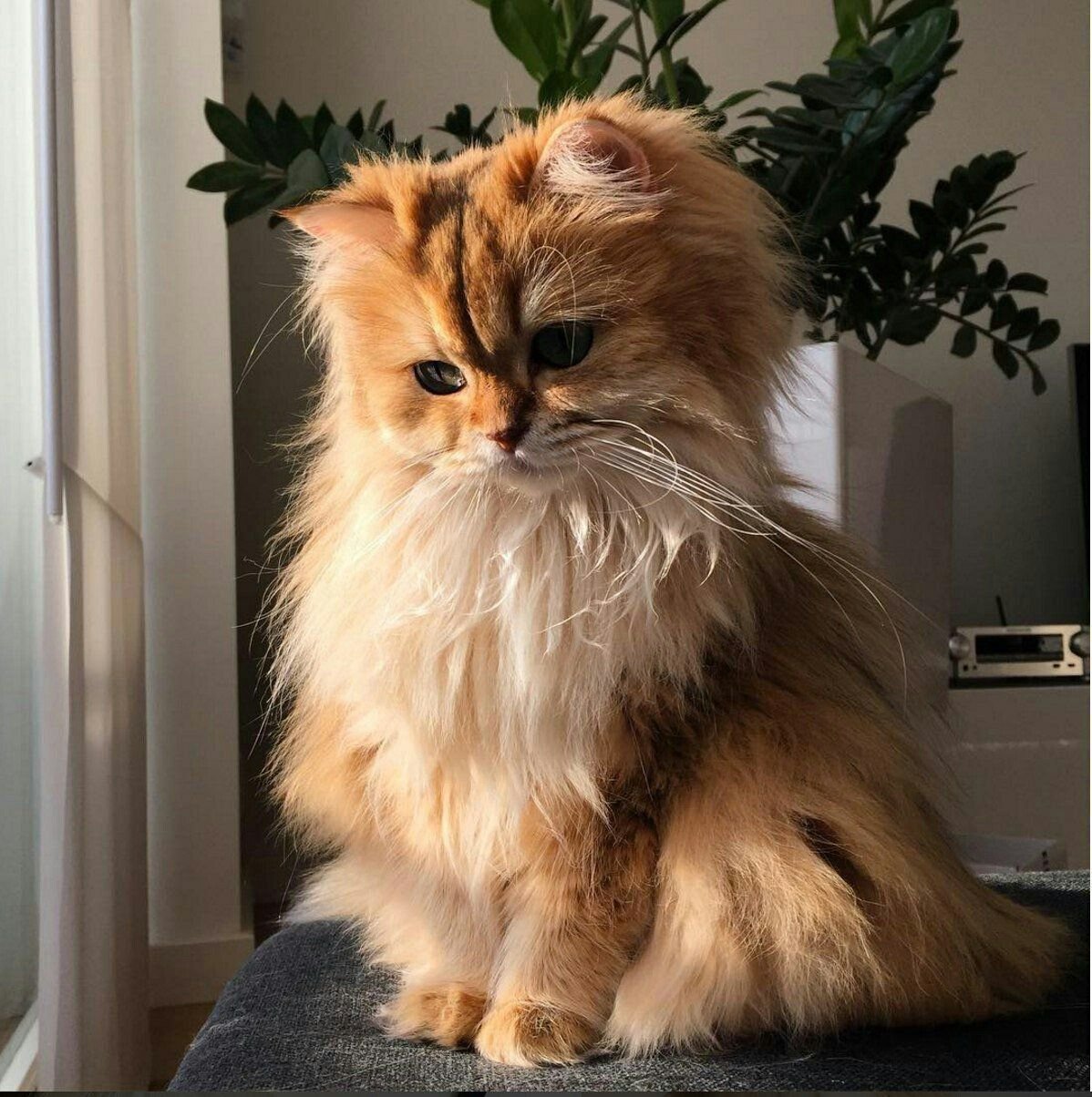 Британская длинношёрстная кошка рыжая
