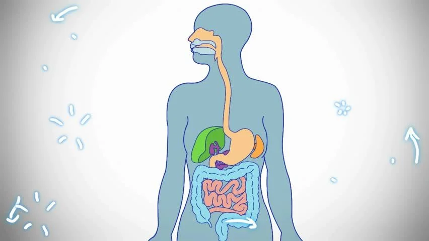 Пищеварительная система картинки для детей