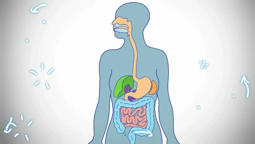 Пищеварение. Пищеварение для детей. Пищеварительная система для детей. Пищеварительная система для дошкольников.