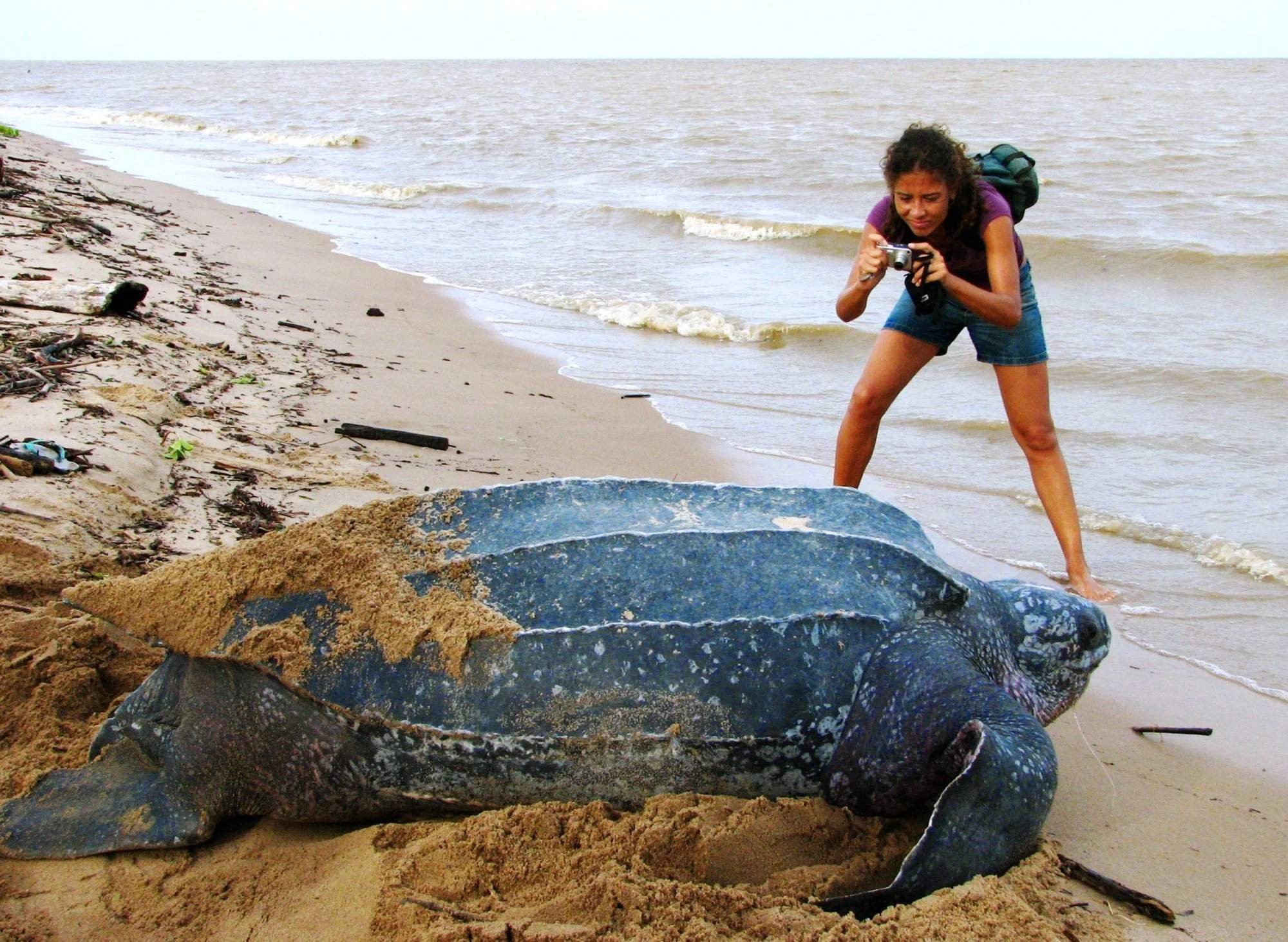 Кожистая черепаха фото с человеком