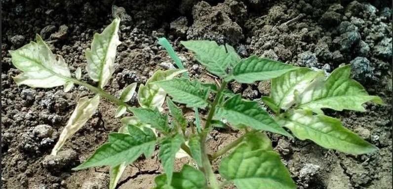 Рассада помидор белеет. Белая пятнистость на рассаде. Рассада томатов побелела. Белеют листья у рассады помидор. Болезни томатов рассады листья побелели листья.