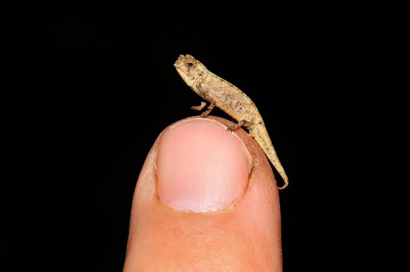 Brookesia Nana