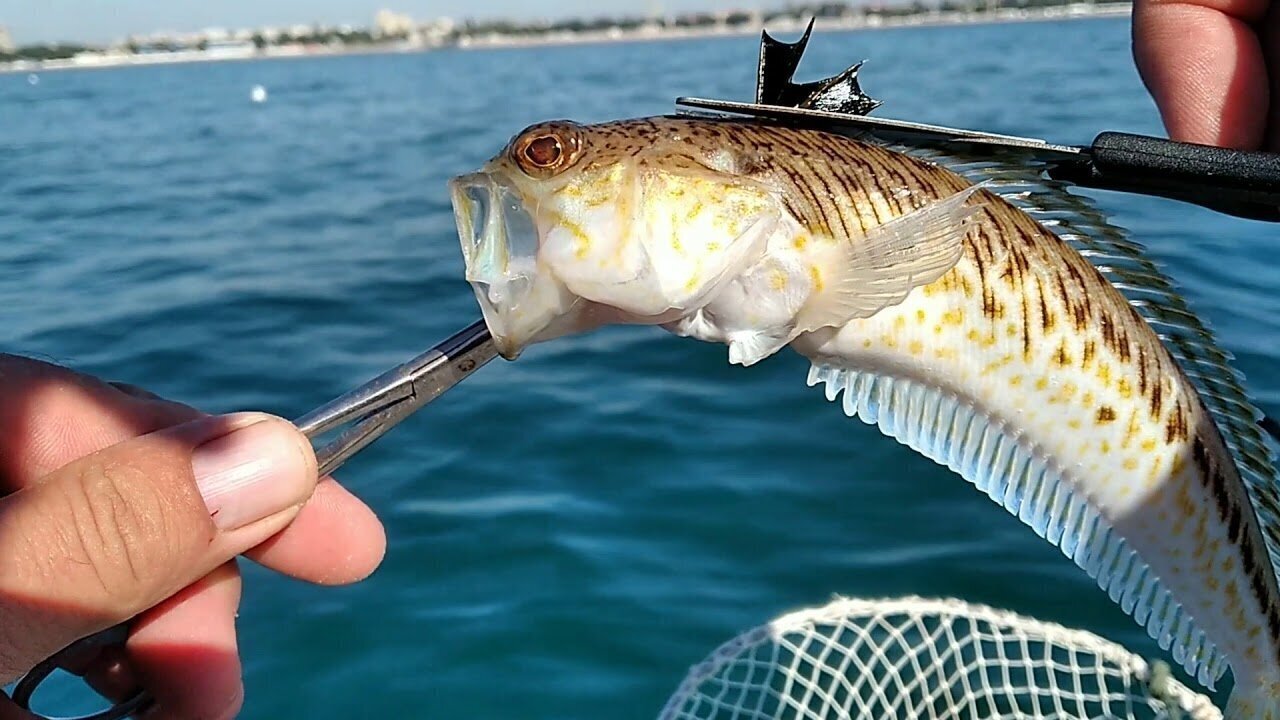 Рыба дракончик черное море