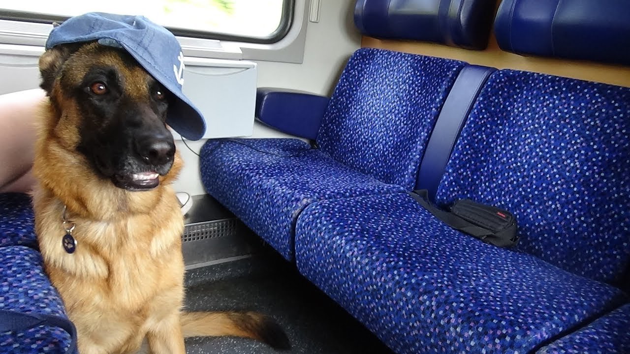 Как провезти собаку в поезде. Собака в поезде. Электричка собака. Овчарка в поезде. Немецкая овчарка в поезде.