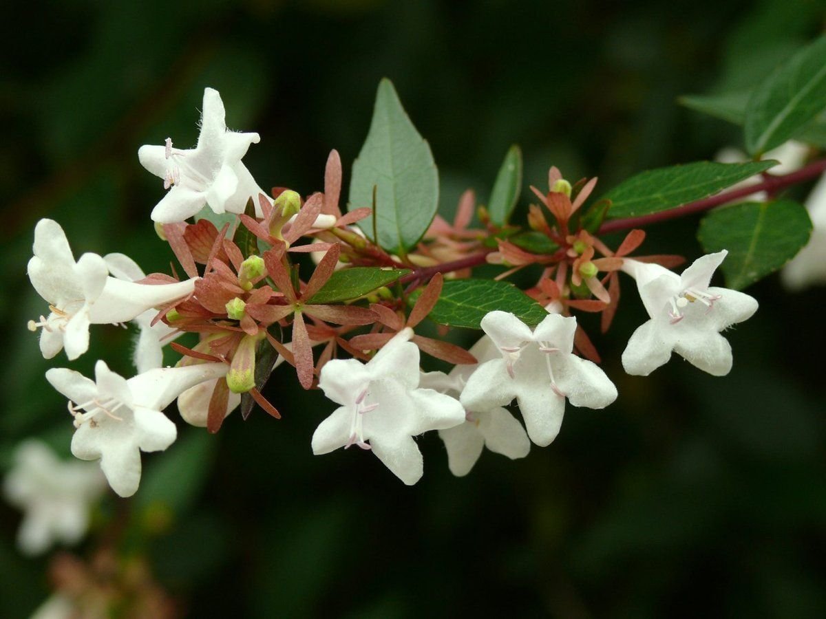 Кустарники Abelia grandiflora